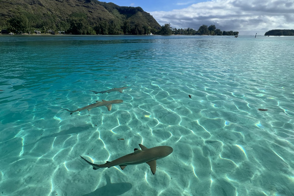 Tour Lagon 'Au
