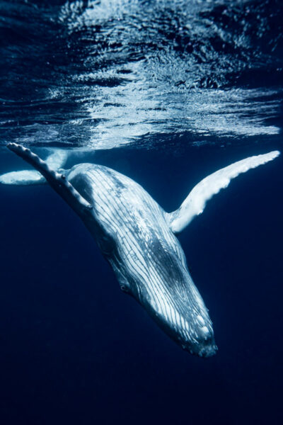 Moorea Reo Tours - Tours Baleine