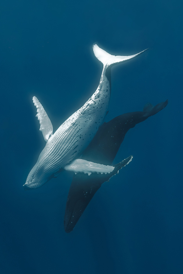 moorea-reo-tours-tour-baleine-saison-2025-quatre-baleines-parade