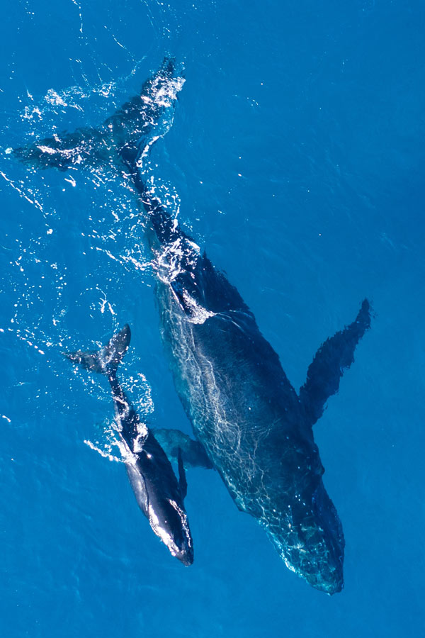 Expedition baleine