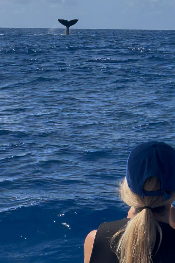 moorea-reo-tours-tour-baleine-saison-2025-tour-observation-baleine-caudale